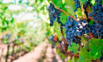 El vino nace en la viña