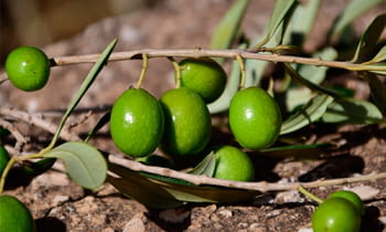 Nuestro aceite, oro líquido.
